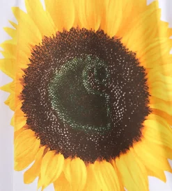 Carhartt WIP Sunflower T-Shirt White